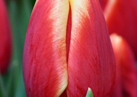 Tulipa Buster ® (4)